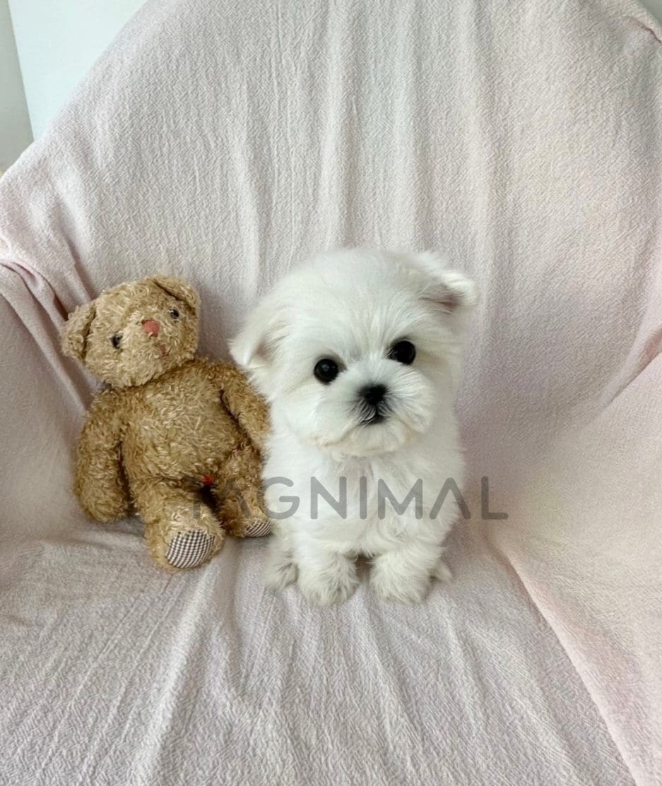 Maltese puppy for sale, dog for sale at Tagnimal