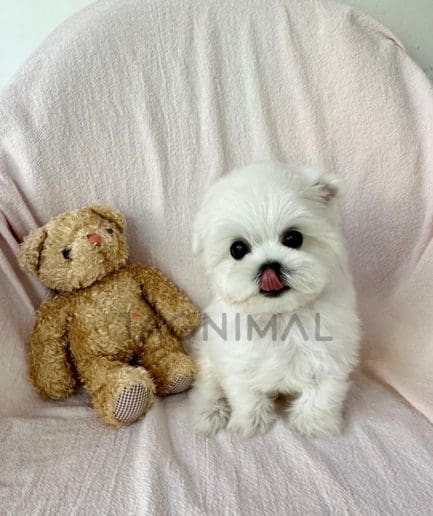 Maltese puppy for sale, dog for sale at Tagnimal