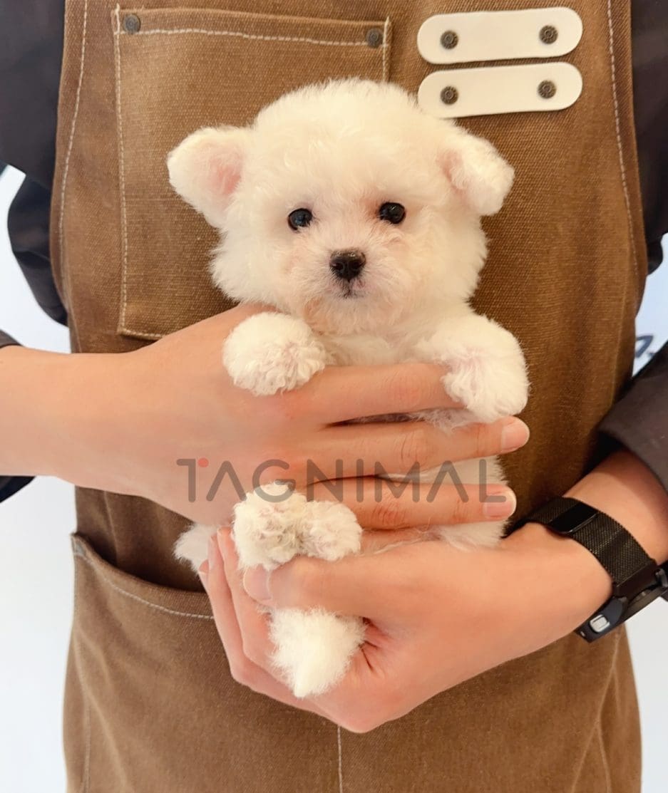 Bichon puppy for sale, dog for sale at Tagnimal