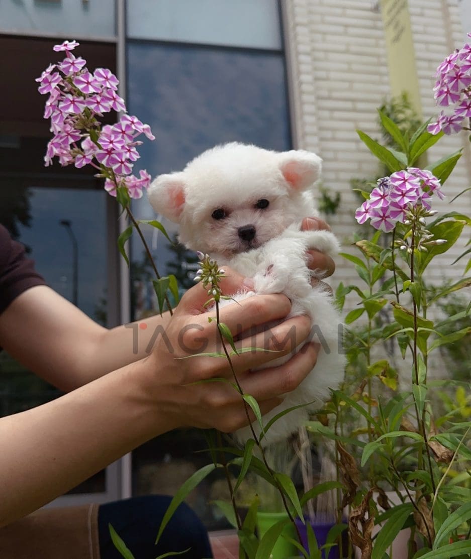 Bichon puppy for sale, dog for sale at Tagnimal