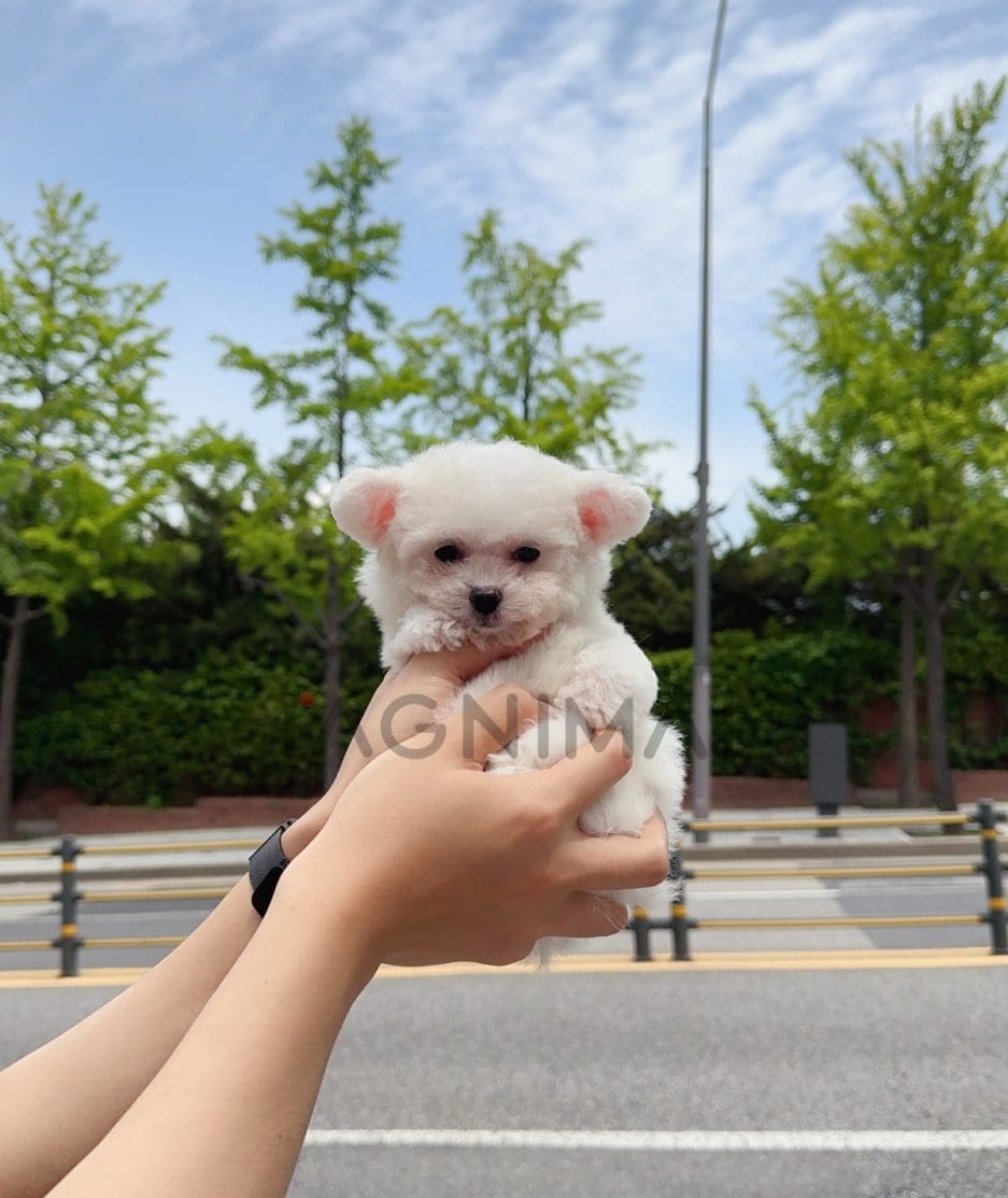 Bichon puppy for sale, dog for sale at Tagnimal