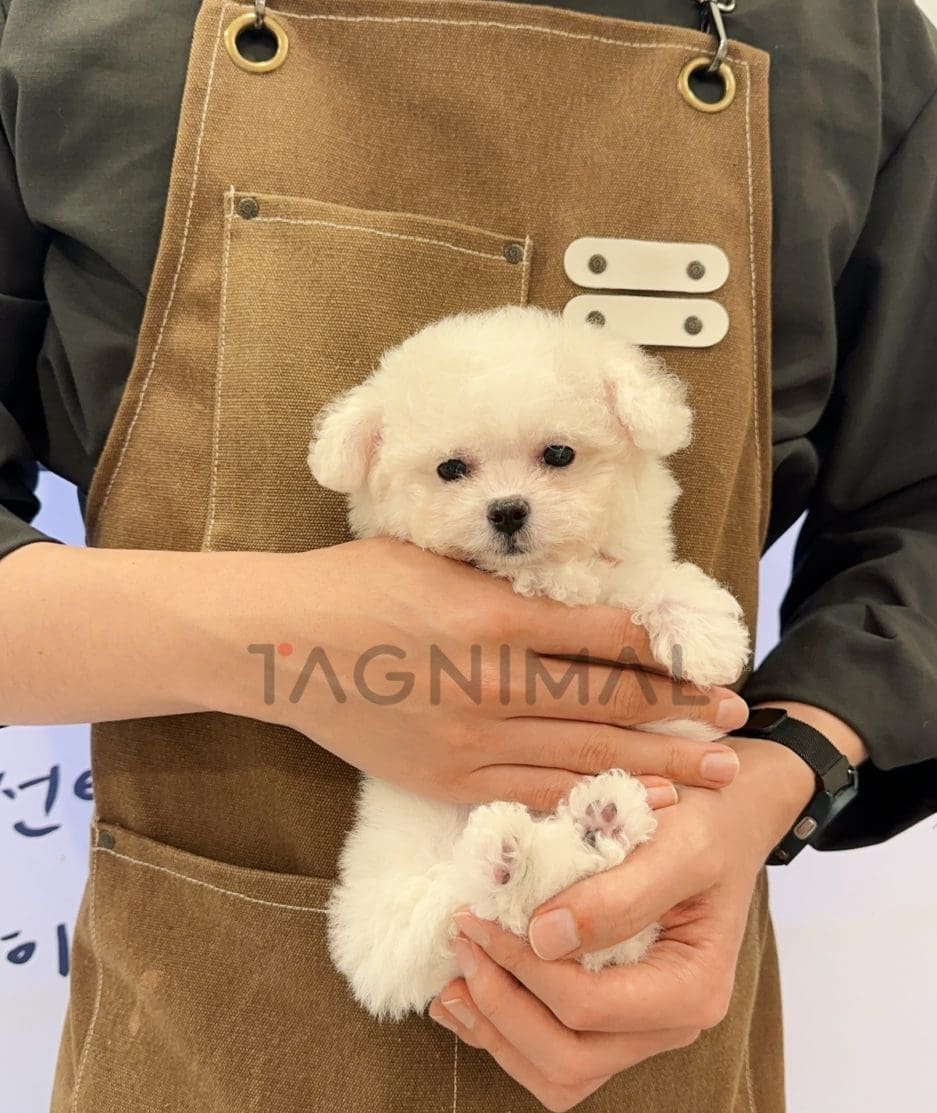 Bichon puppy for sale, dog for sale at Tagnimal