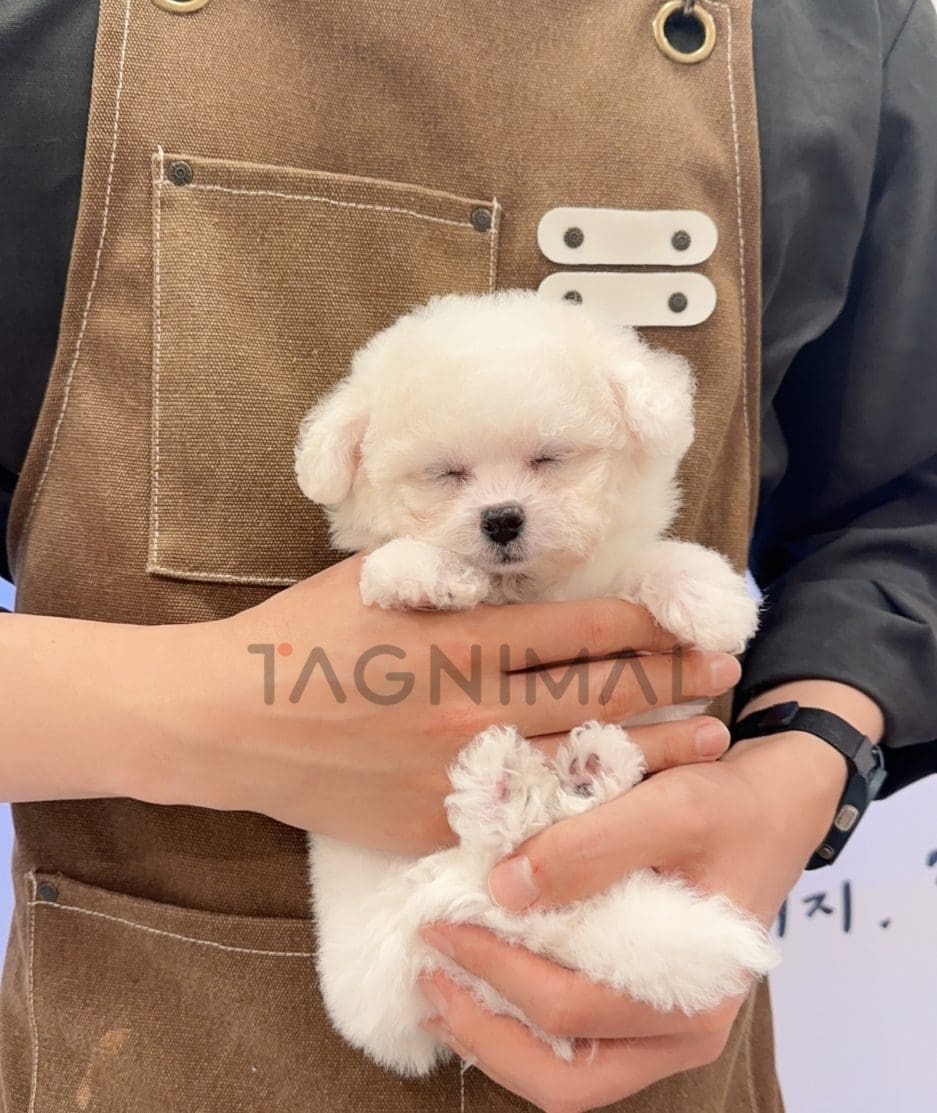 Bichon puppy for sale, dog for sale at Tagnimal