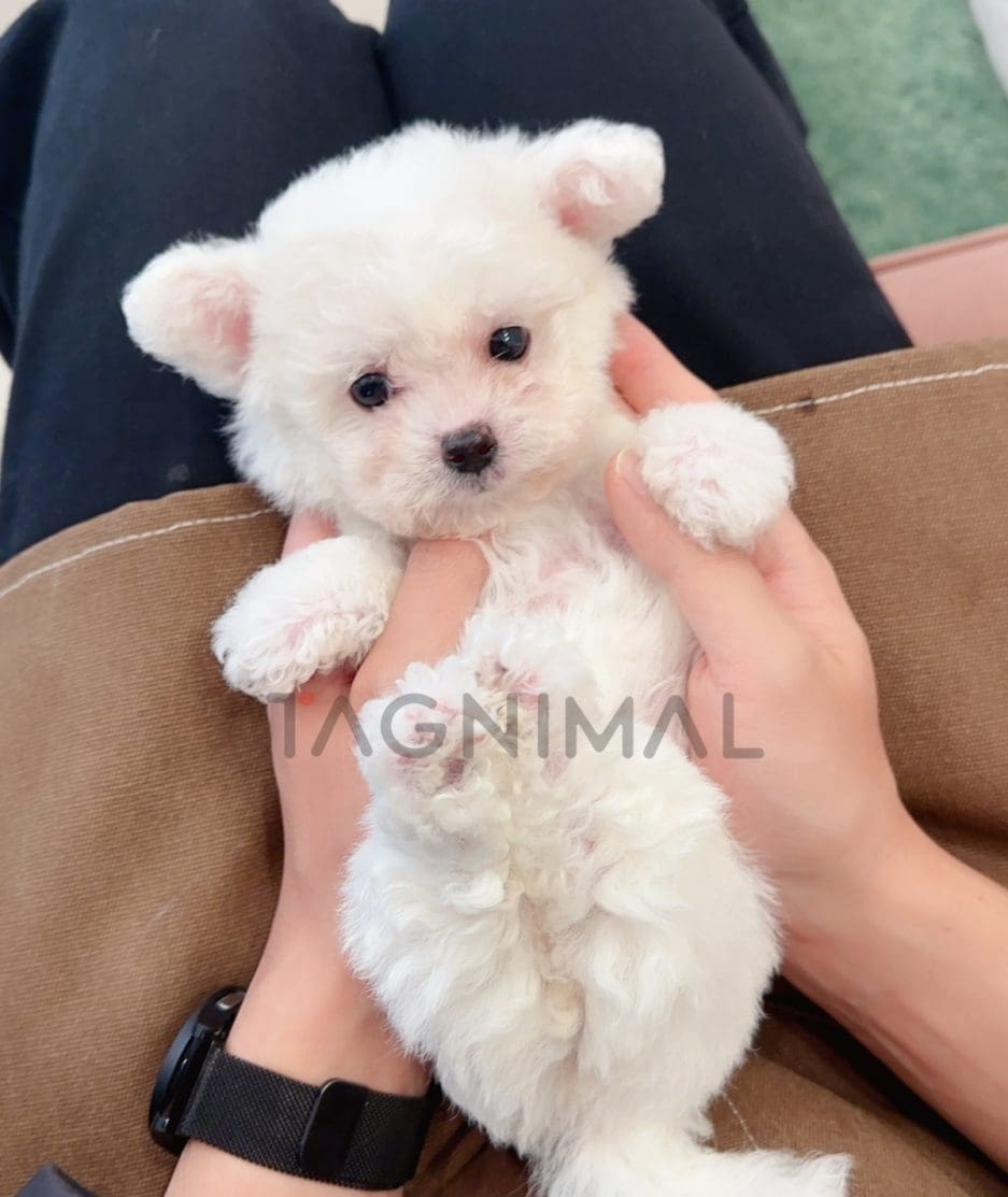 Bichon puppy for sale, dog for sale at Tagnimal