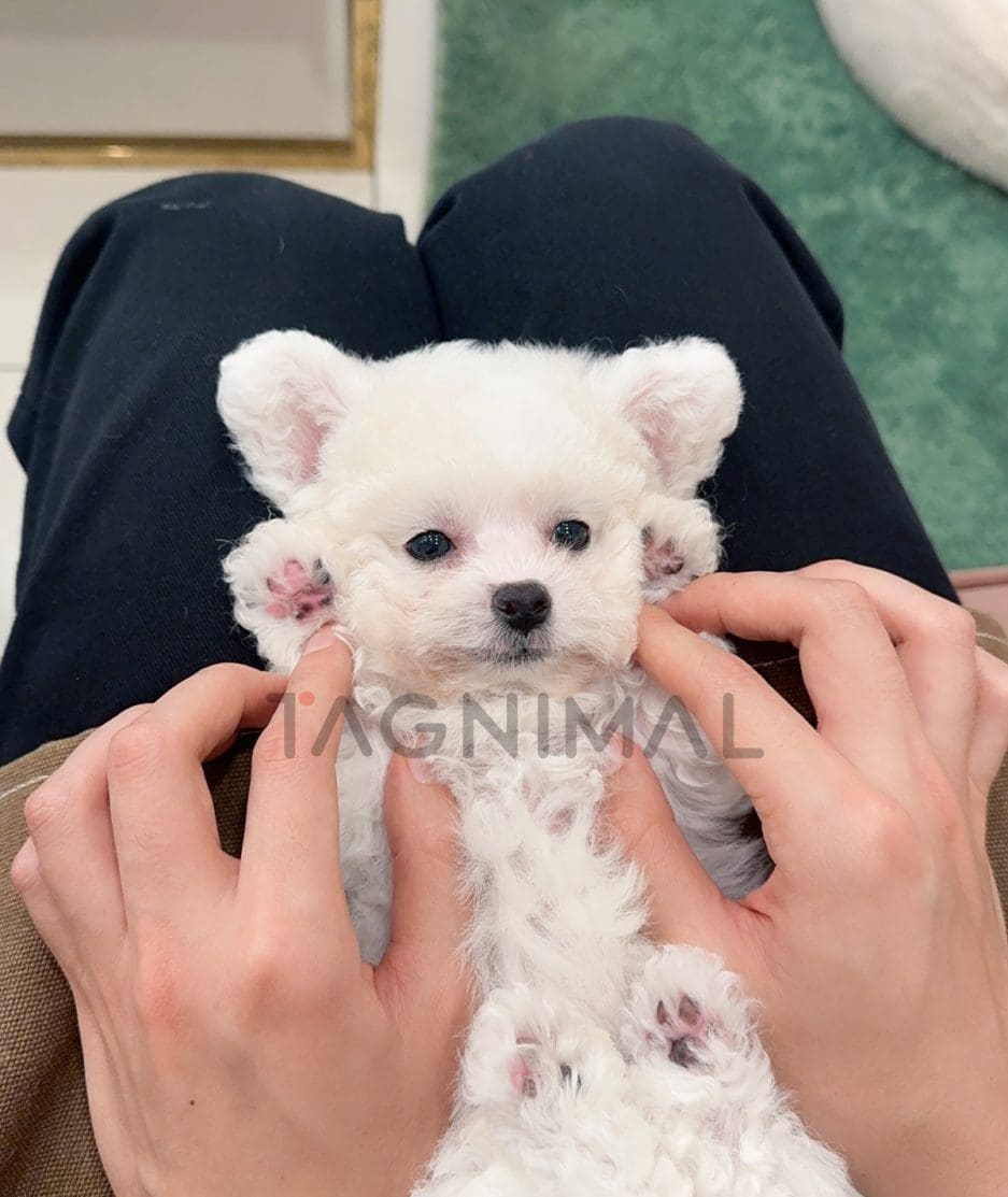 Bichon puppy for sale, dog for sale at Tagnimal