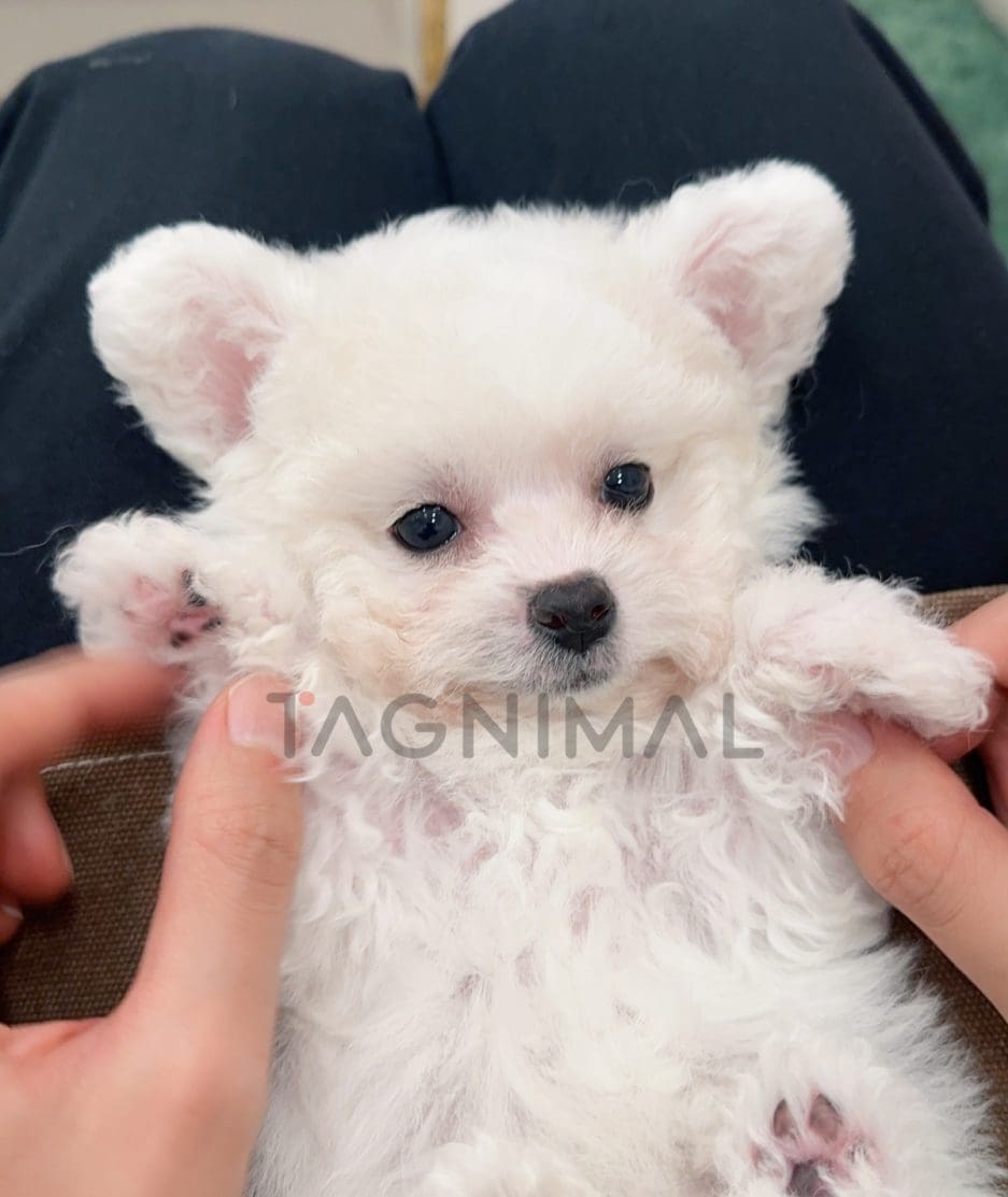 Bichon puppy for sale, dog for sale at Tagnimal