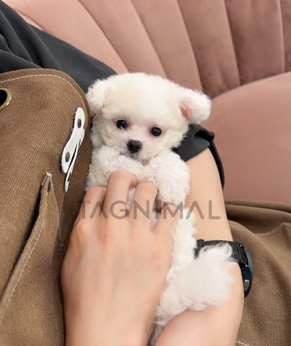 Bichon puppy for sale, dog for sale at Tagnimal