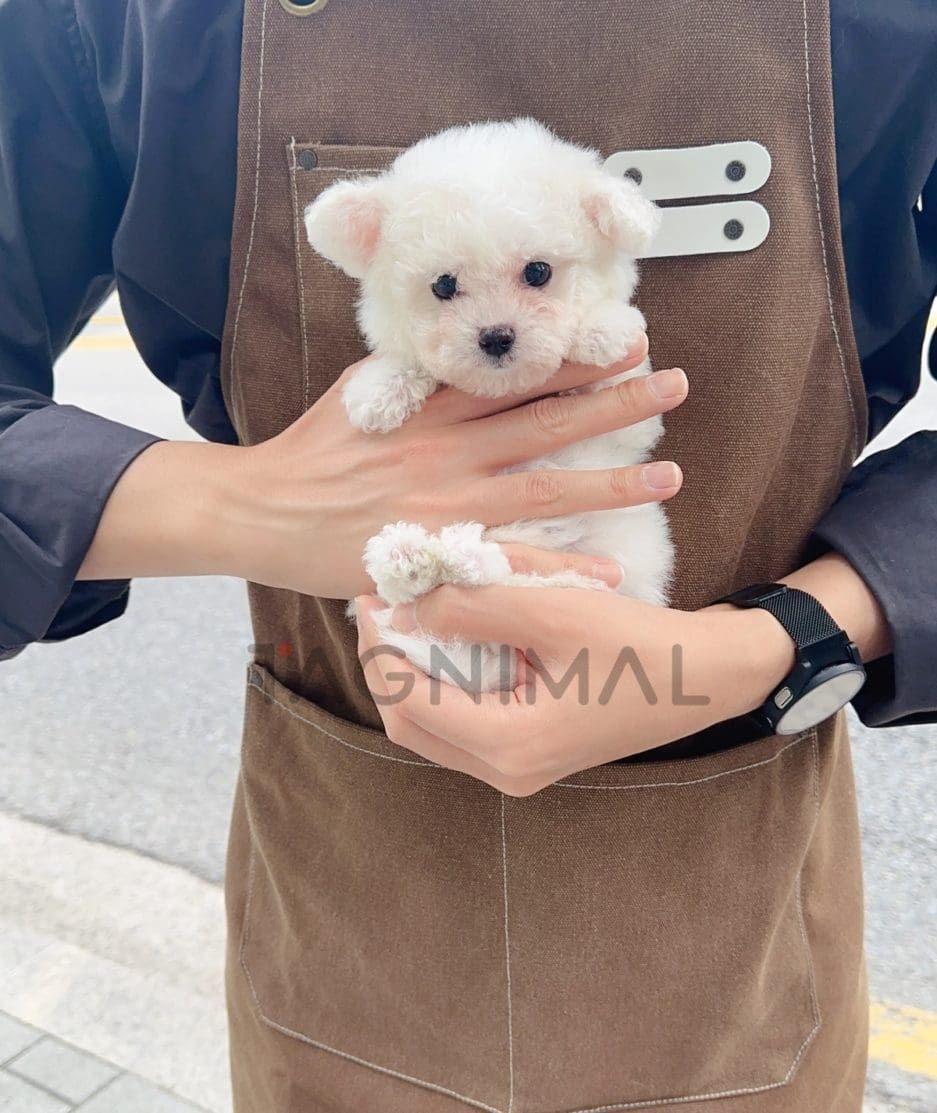 Bichon puppy for sale, dog for sale at Tagnimal