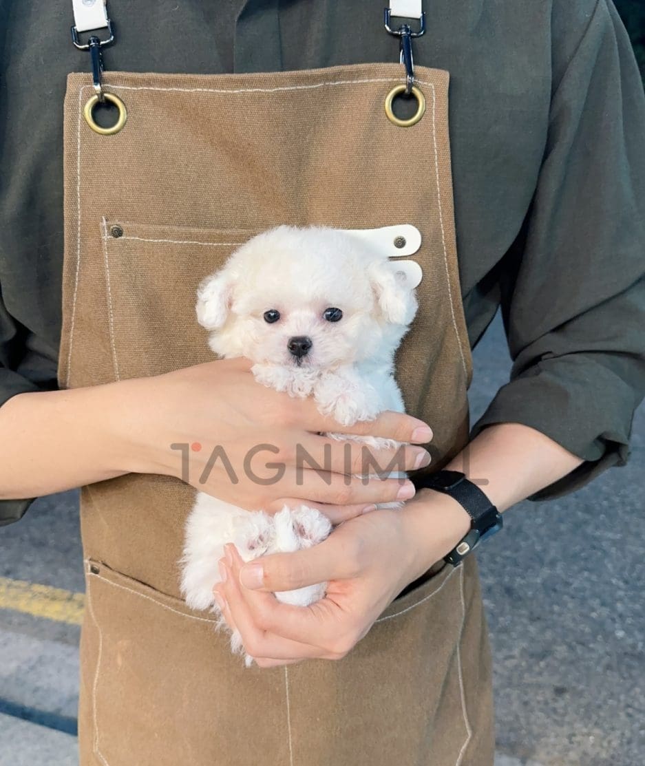 Bichon puppy for sale, dog for sale at Tagnimal