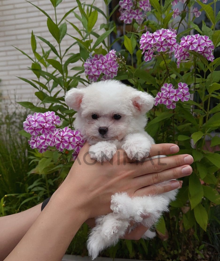 Bichon puppy for sale, dog for sale at Tagnimal