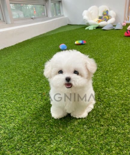 Bichon puppy for sale, dog for sale at Tagnimal