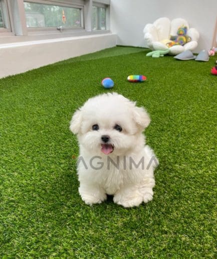 Bichon puppy for sale, dog for sale at Tagnimal