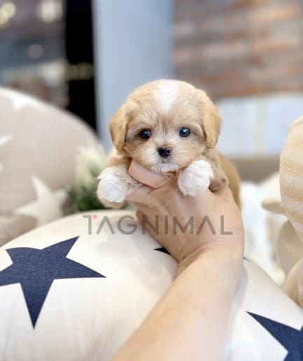 Maltipoo puppy for sale, dog for sale at Tagnimal