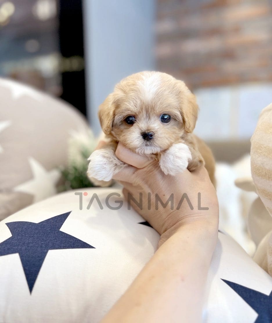 Maltipoo puppy for sale, dog for sale at Tagnimal