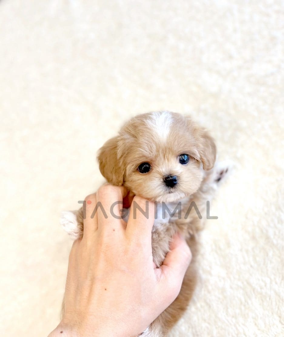 Maltipoo puppy for sale, dog for sale at Tagnimal