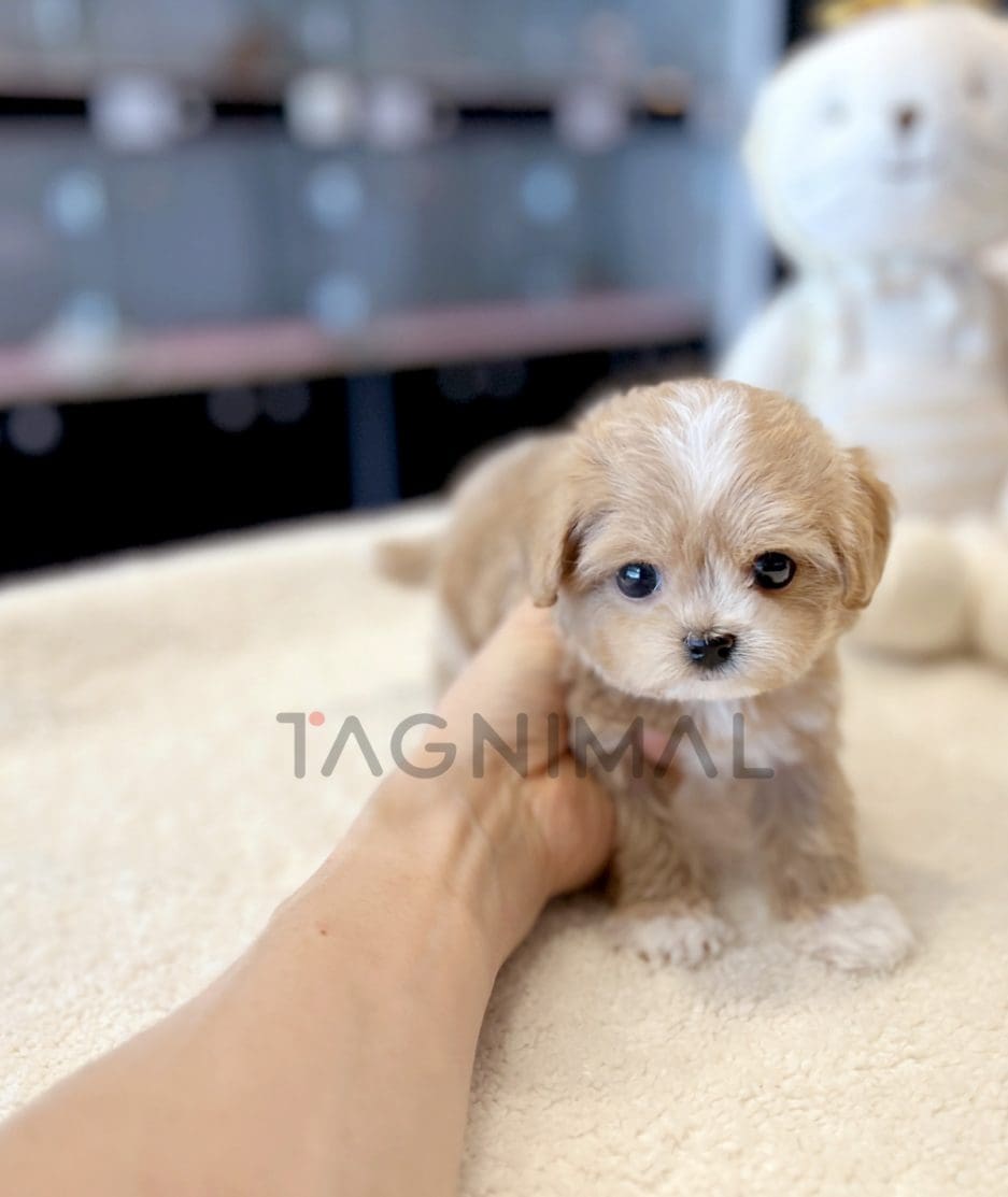 Maltipoo puppy for sale, dog for sale at Tagnimal