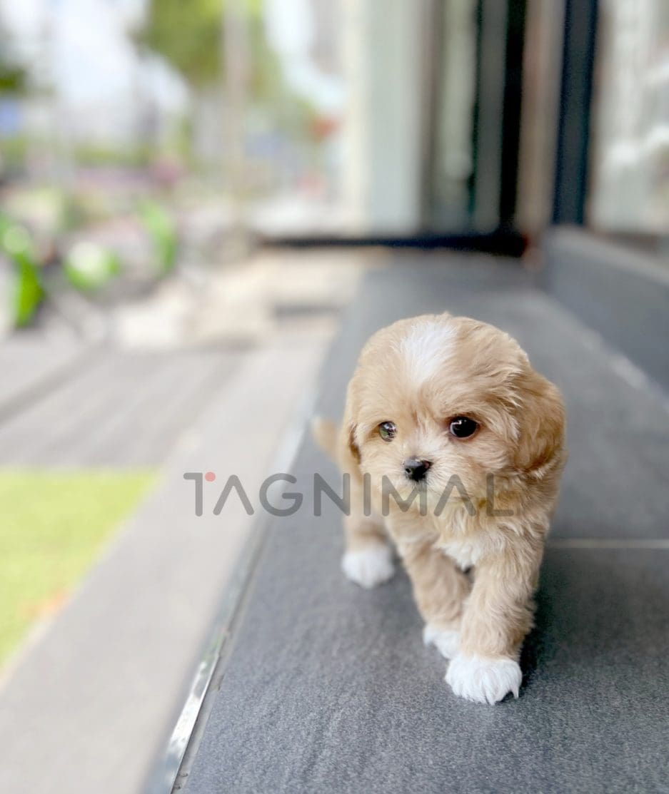 Maltipoo puppy for sale, dog for sale at Tagnimal