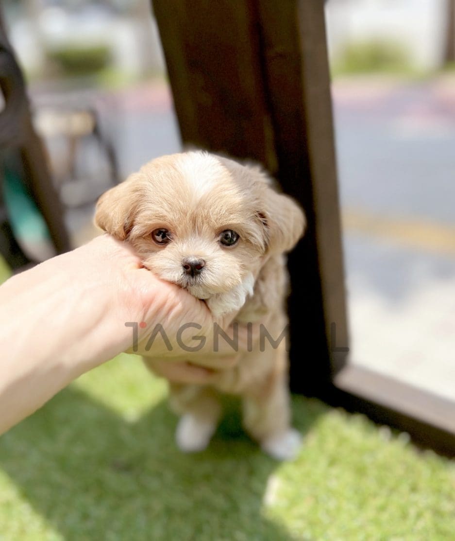 Maltipoo puppy for sale, dog for sale at Tagnimal