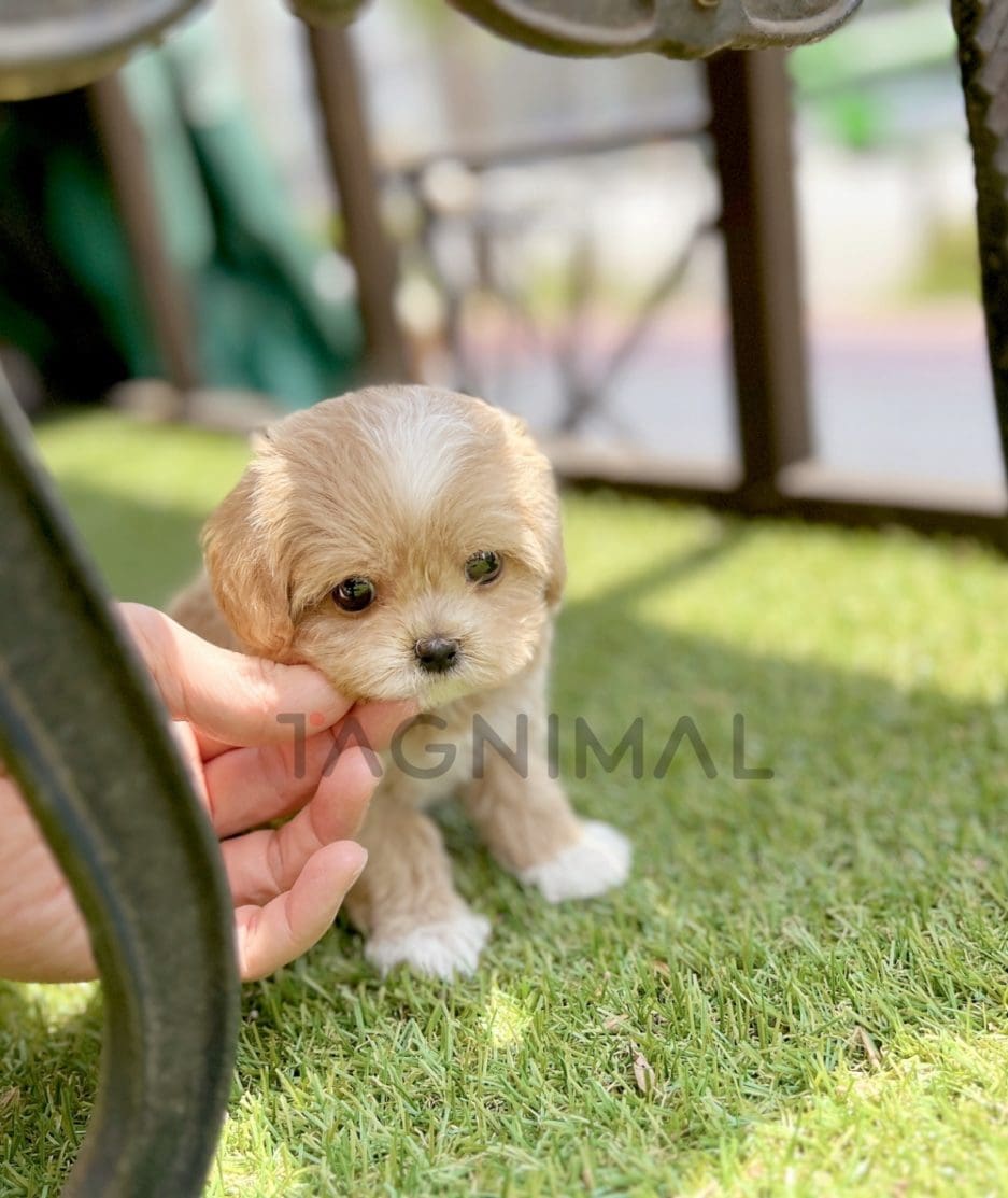 Maltipoo puppy for sale, dog for sale at Tagnimal