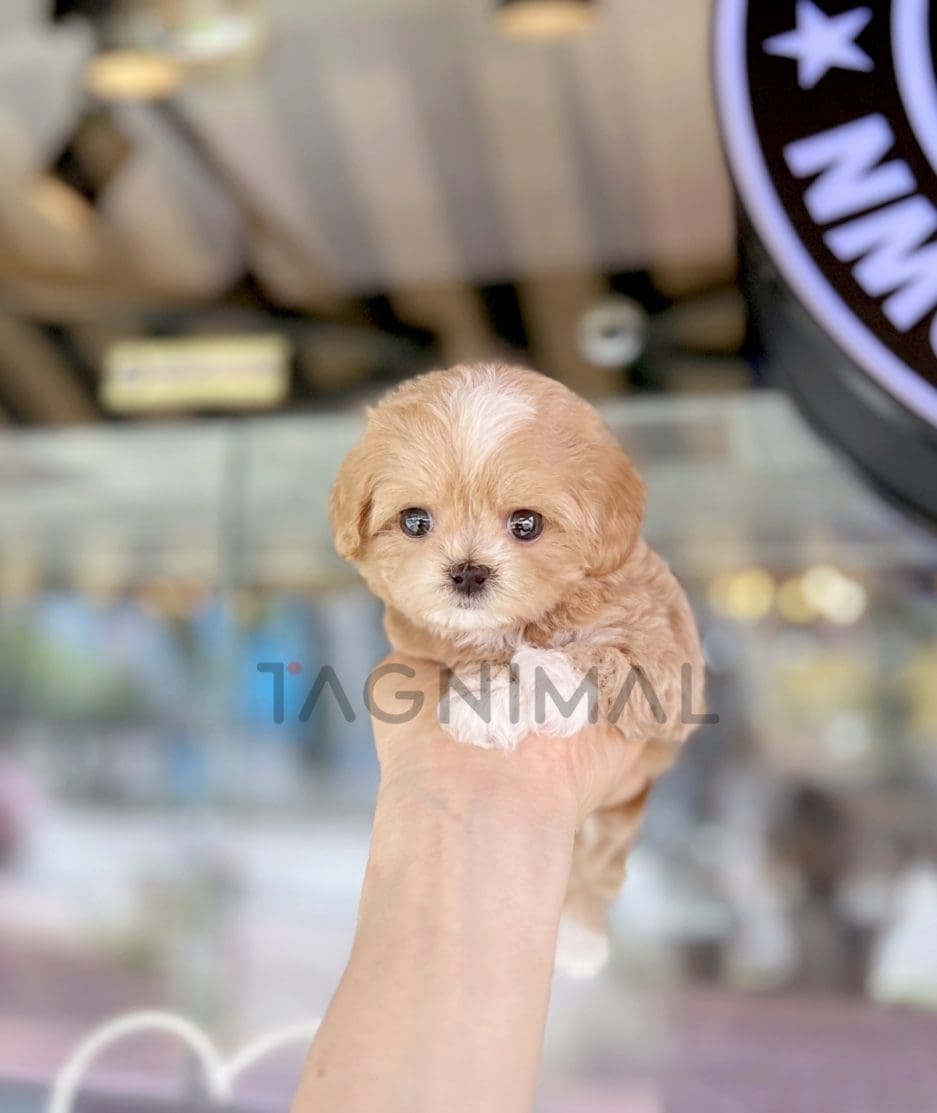 Maltipoo puppy for sale, dog for sale at Tagnimal