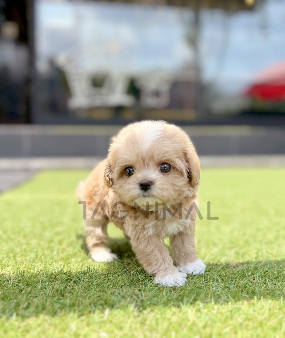 Maltipoo puppy for sale, dog for sale at Tagnimal