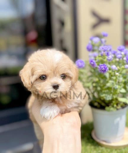 Maltipoo puppy for sale, dog for sale at Tagnimal