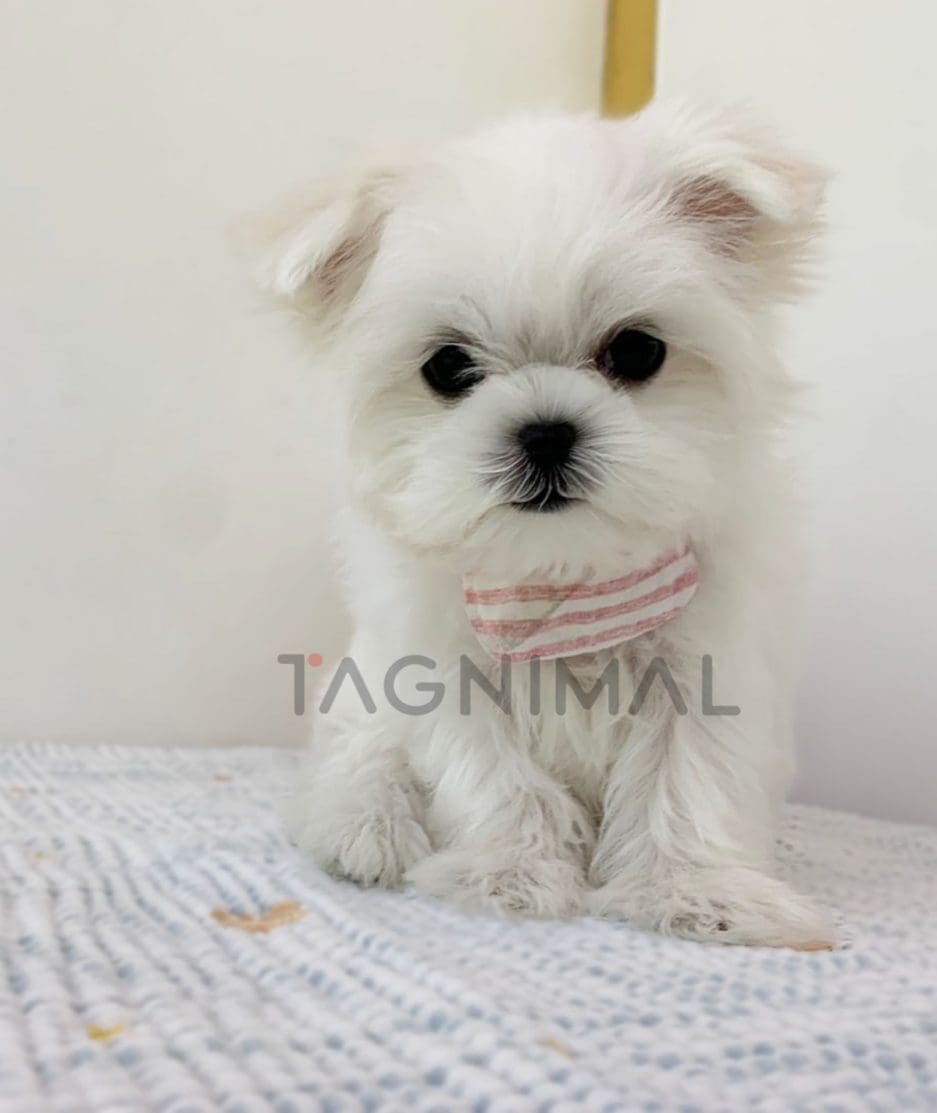 Maltese puppy for sale, dog for sale at Tagnimal