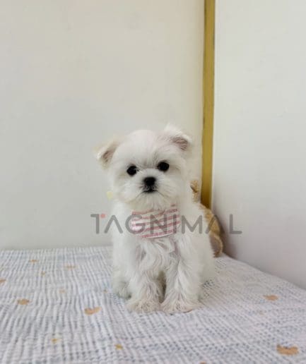 Maltese puppy for sale, dog for sale at Tagnimal