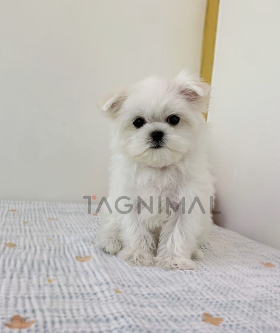 Maltese puppy for sale, dog for sale at Tagnimal