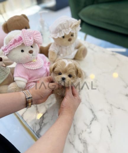 Maltipoo puppy for sale, dog for sale at Tagnimal