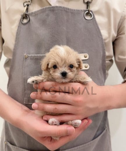 Maltipoo puppy for sale, dog for sale at Tagnimal