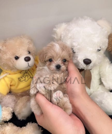 Maltipoo puppy for sale, dog for sale at Tagnimal