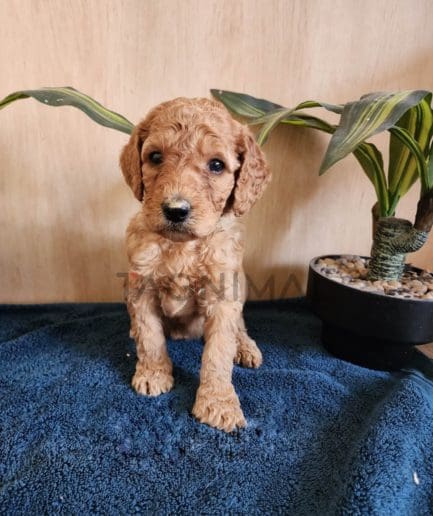 Goldendoodle puppy for sale, dog for sale at Tagnimal