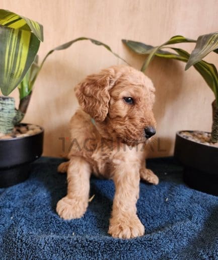 Goldendoodle puppy for sale, dog for sale at Tagnimal