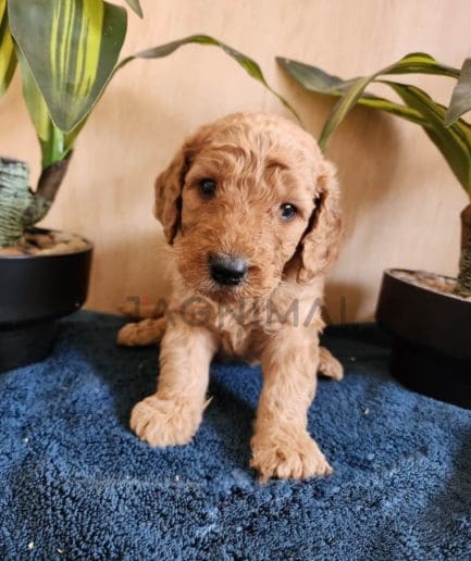 Goldendoodle puppy for sale, dog for sale at Tagnimal