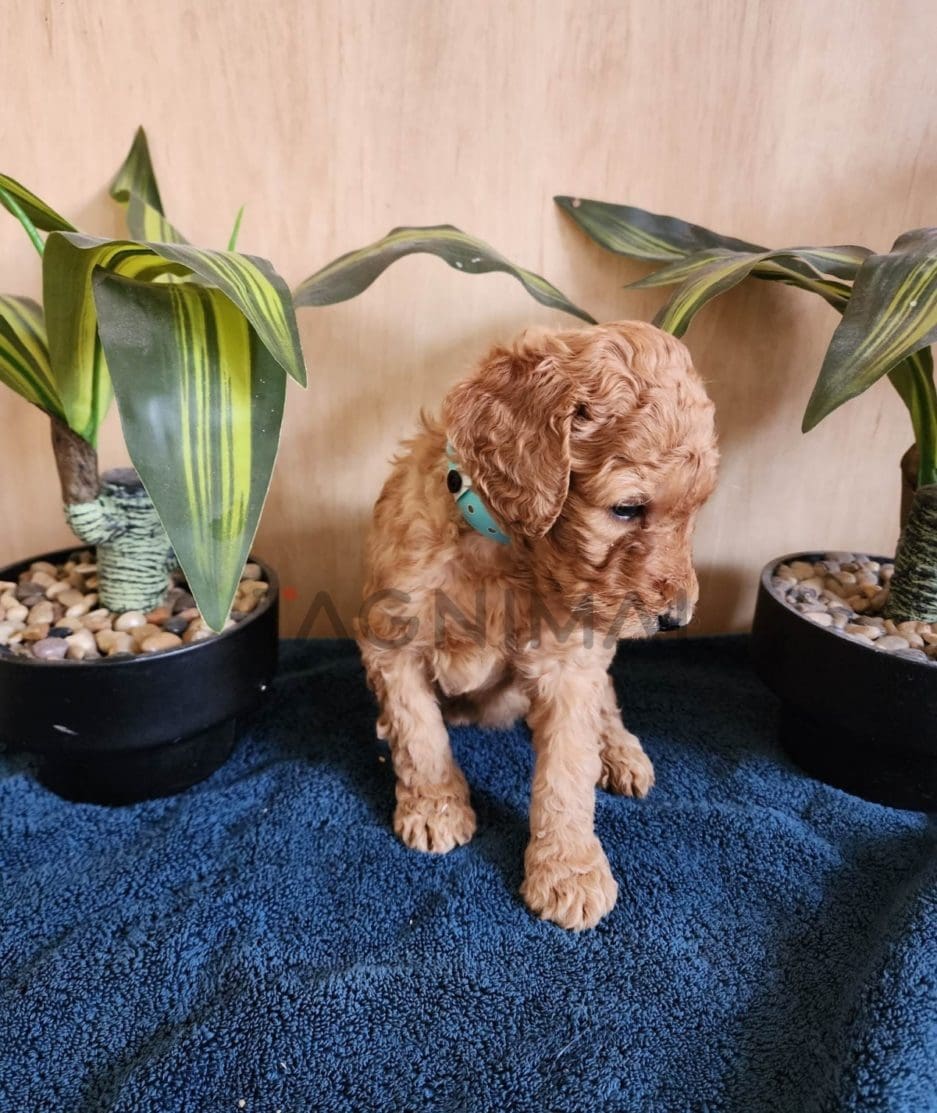 Goldendoodle puppy for sale, dog for sale at Tagnimal