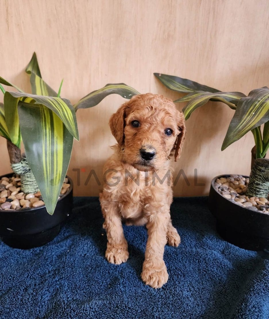 Goldendoodle puppy for sale, dog for sale at Tagnimal