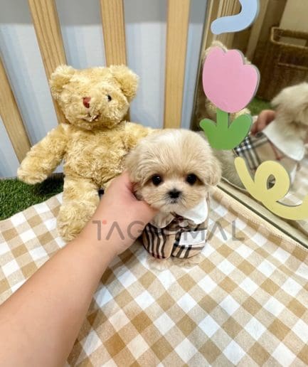 Maltipoo puppy for sale, dog for sale at Tagnimal