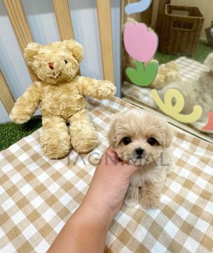 Maltipoo puppy for sale, dog for sale at Tagnimal