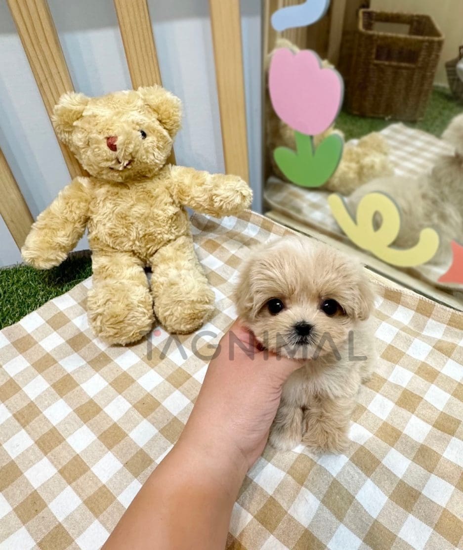 Maltipoo puppy for sale, dog for sale at Tagnimal