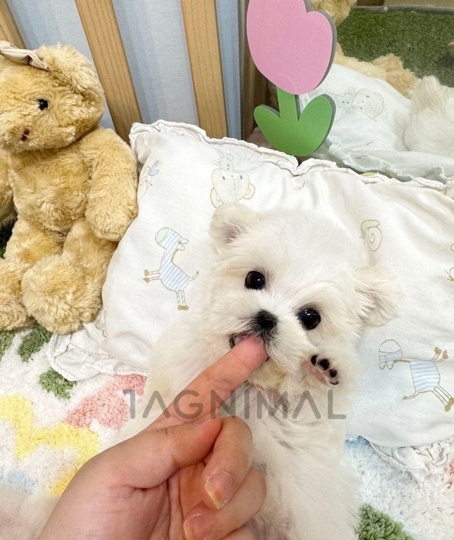 Bichon puppy for sale, dog for sale at Tagnimal