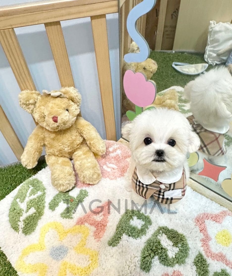 Bichon puppy for sale, dog for sale at Tagnimal