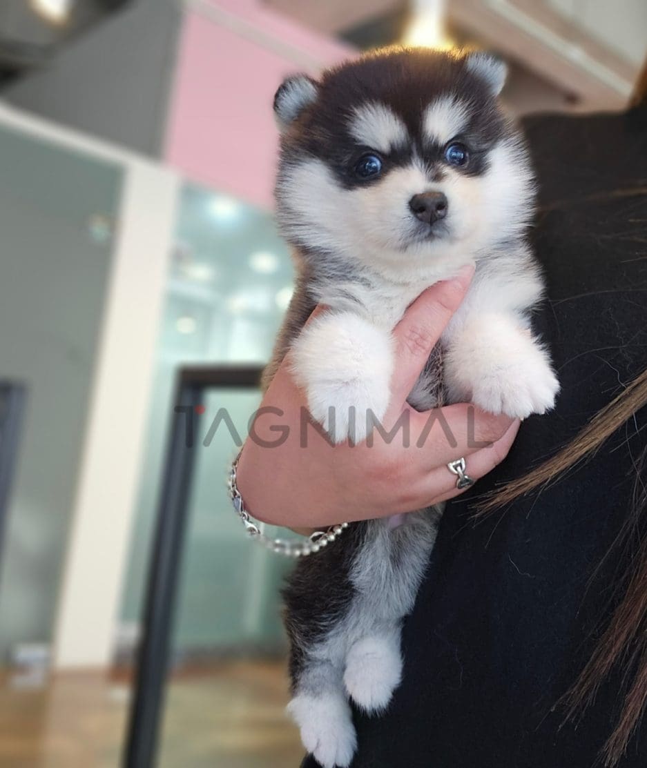 Pomsky puppy for sale, dog for sale at Tagnimal