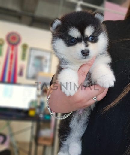 Pomsky puppy for sale, dog for sale at Tagnimal