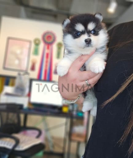 Pomsky puppy for sale, dog for sale at Tagnimal