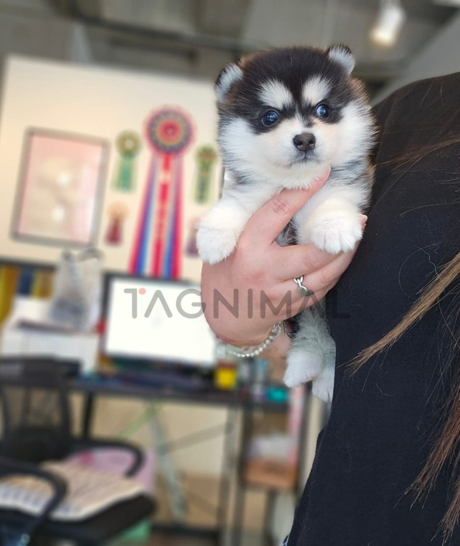 Pomsky puppy for sale, dog for sale at Tagnimal