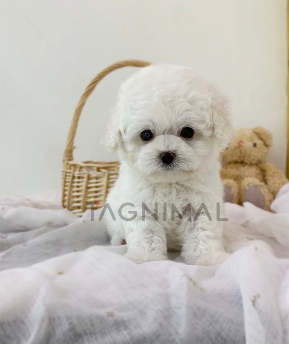 Bichon puppy for sale, dog for sale at Tagnimal