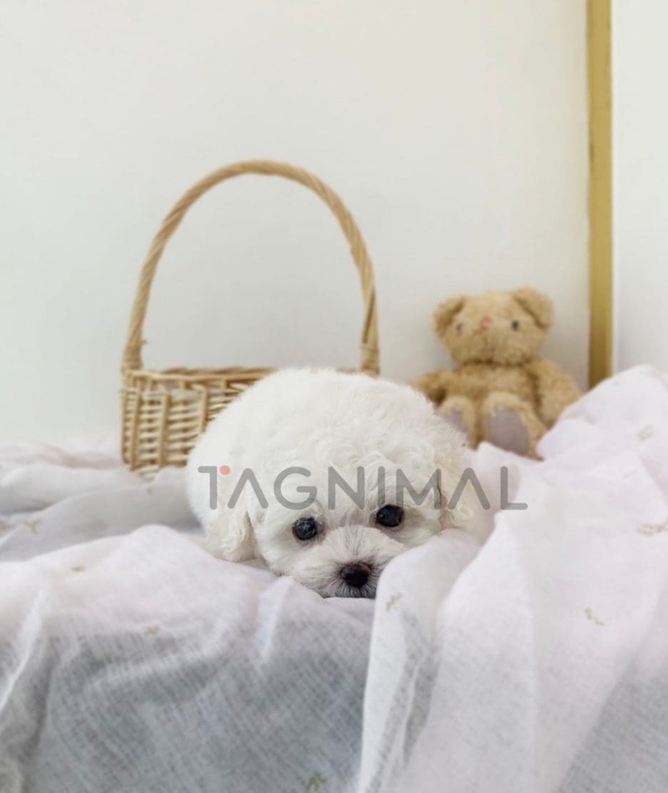 Bichon puppy for sale, dog for sale at Tagnimal