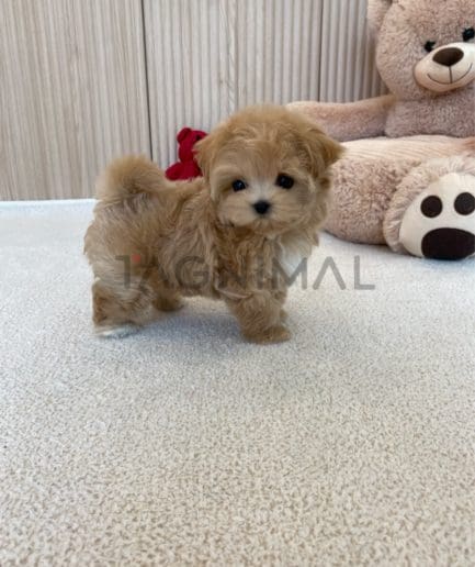 Maltipoo puppy for sale, dog for sale at Tagnimal