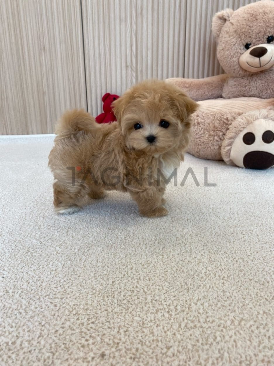 Maltipoo puppy for sale, dog for sale at Tagnimal